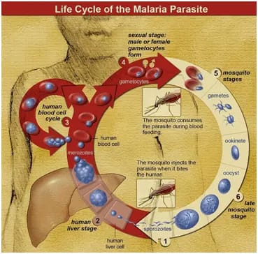 malaria-and-biomagnetism-blog-1