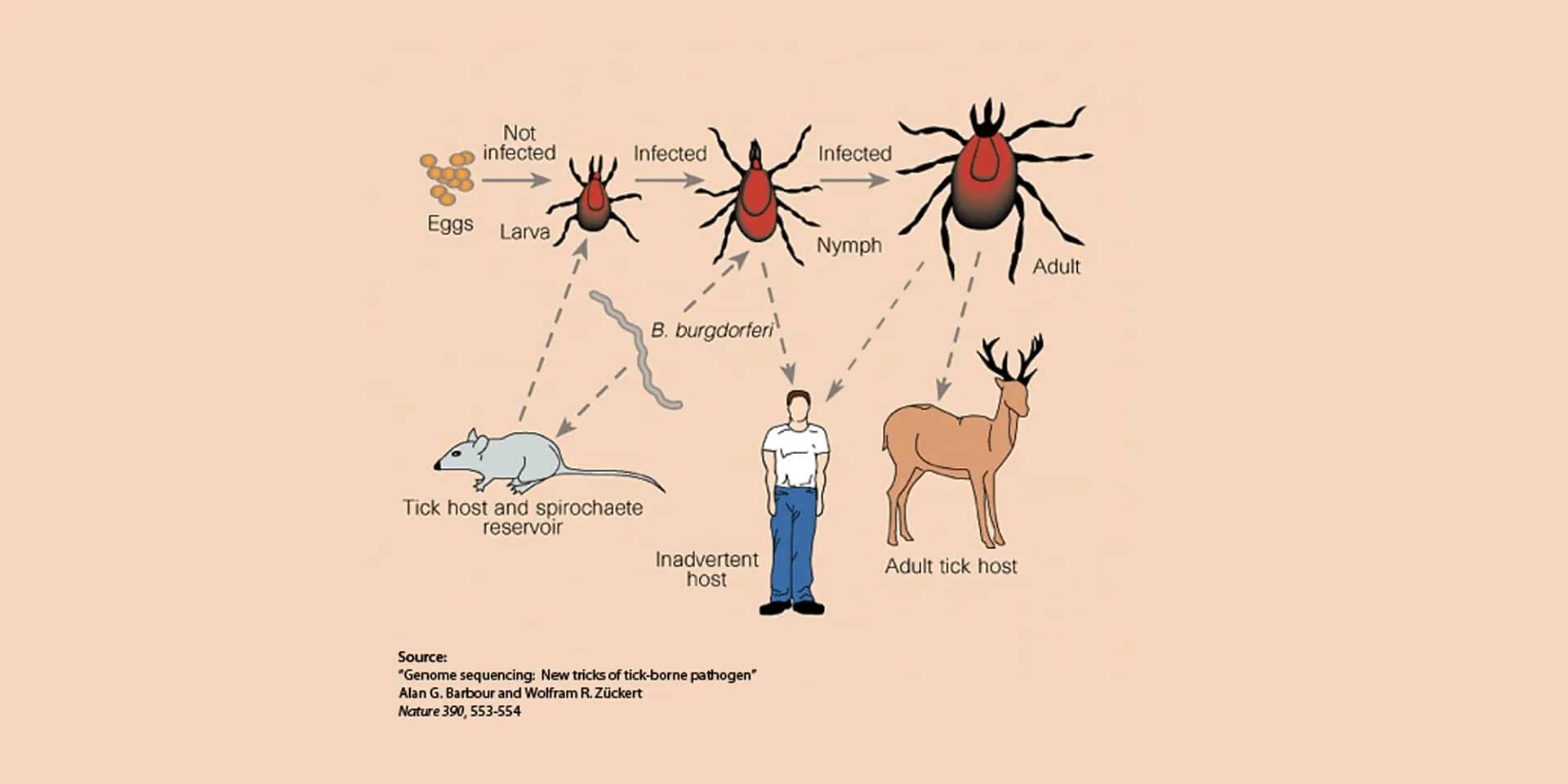 Biomagnetism-Lyme-disease